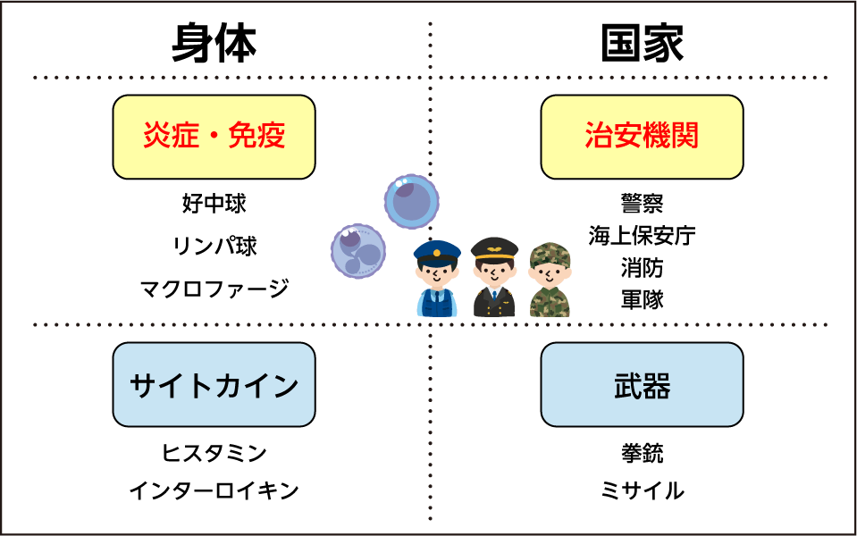 炎症・免疫をイメージで理解